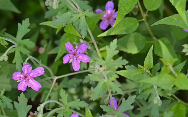 Palmate leaves; Pineywoods Geranium Pineywoods Geranium